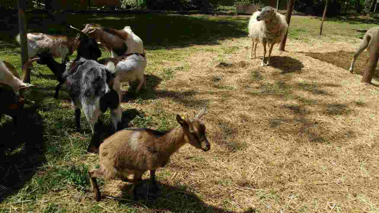 Orrore In Agriturismo Capretta Uccisa A Calci Da 18enni Dopo Una Festa