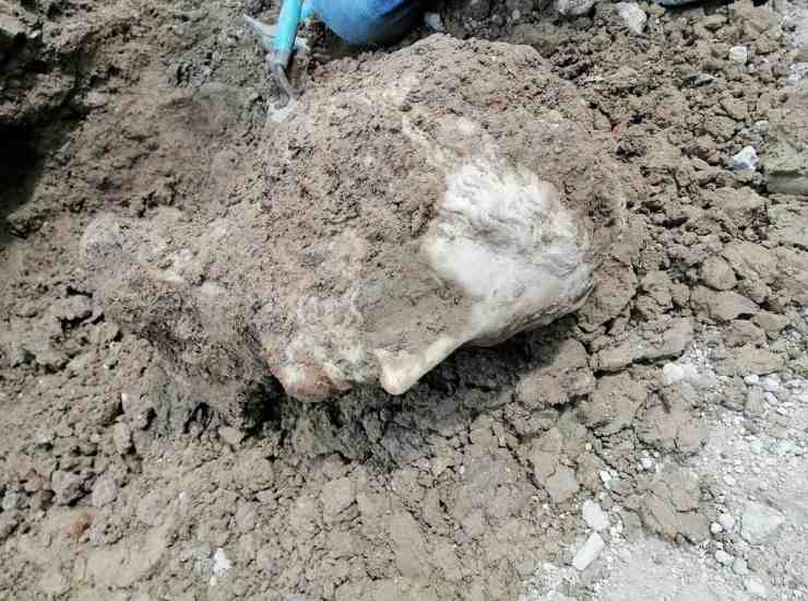 La testa in marmo ritrovata a Piazza Augusto Imperatore