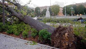 Tre alberi caduti vicino a piazza Venezia