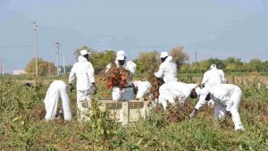 Lavoratore agricolo morto nel viterbese