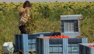 Flai Cgil sul bracciante morto per il caldo a Montalto di Castro