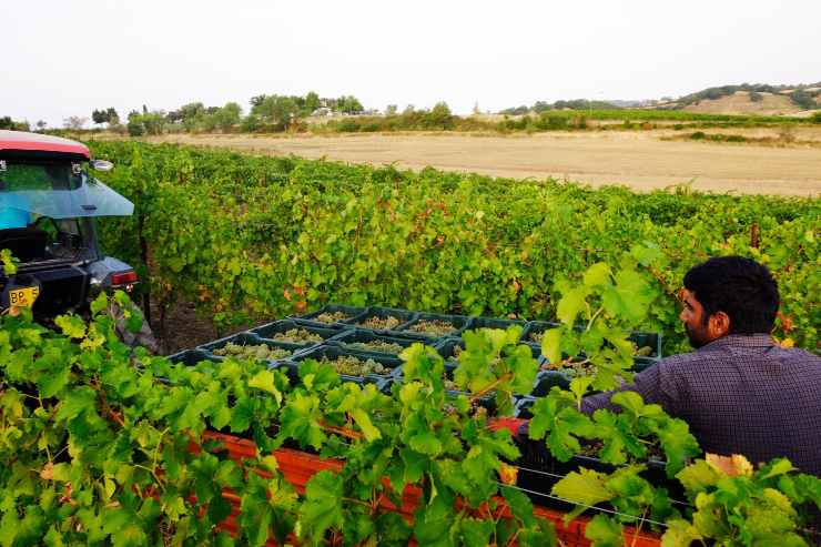 Vendemmia, immagine repertorio. Roma - CronacaLive.it