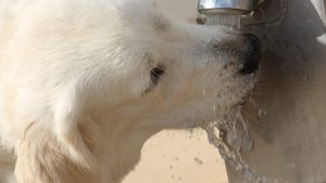 Caldo per gli animali