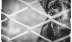 Cane abbandonato in un rifugio (Immagine di repertorio)