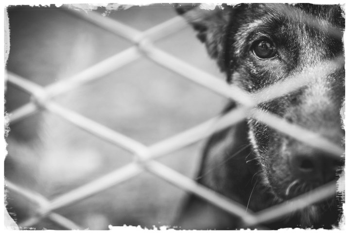 Cane abbandonato in un rifugio (Immagine di repertorio)