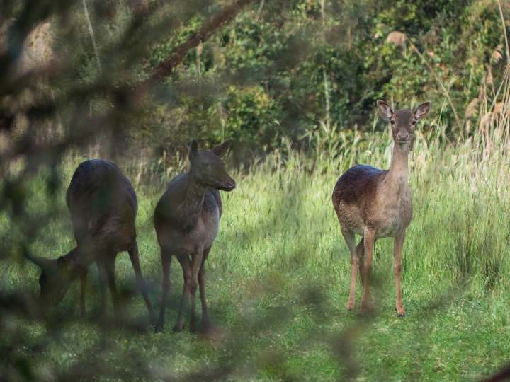 Daini a Fregene (Foto dal profilo Facebook di Oasi WWF Macchiagrande)