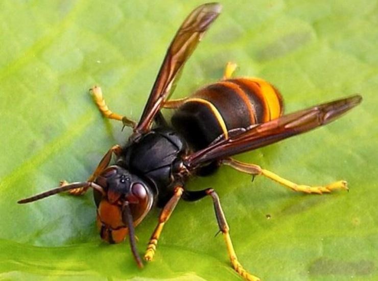 Vespa veleutina, specie proveniente dall'Oriente, aumenta il rischio di allergie. Roma-CronacaLive.it