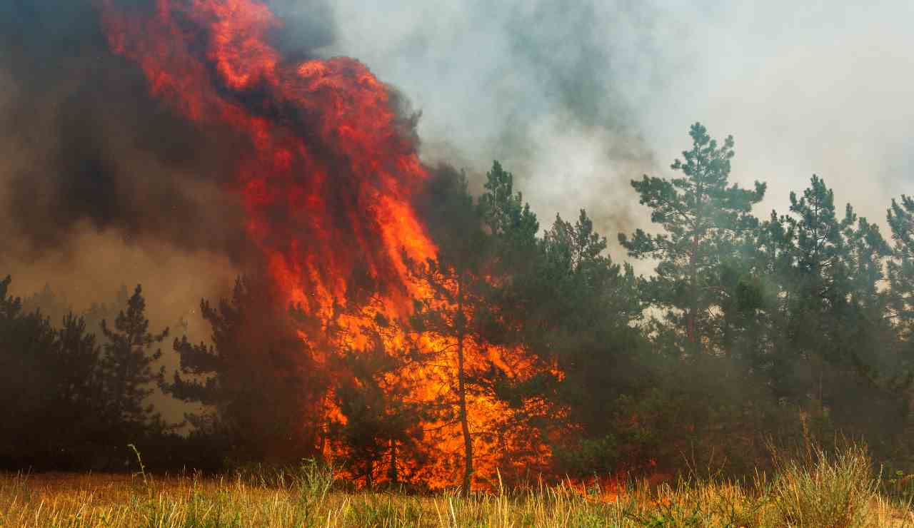 Vasto incendio di sterpaglie a Fiumicino