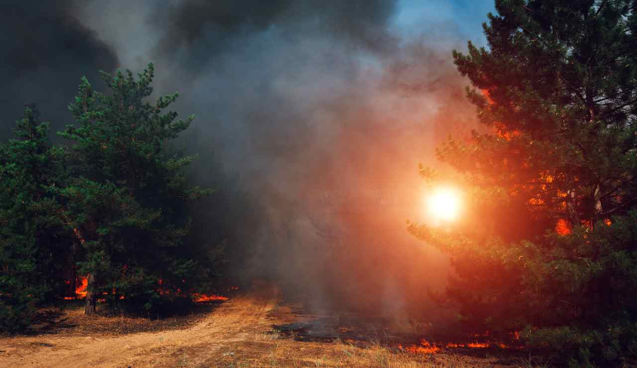 Tre incendi in Ciociaria: sospetta origine dolosa