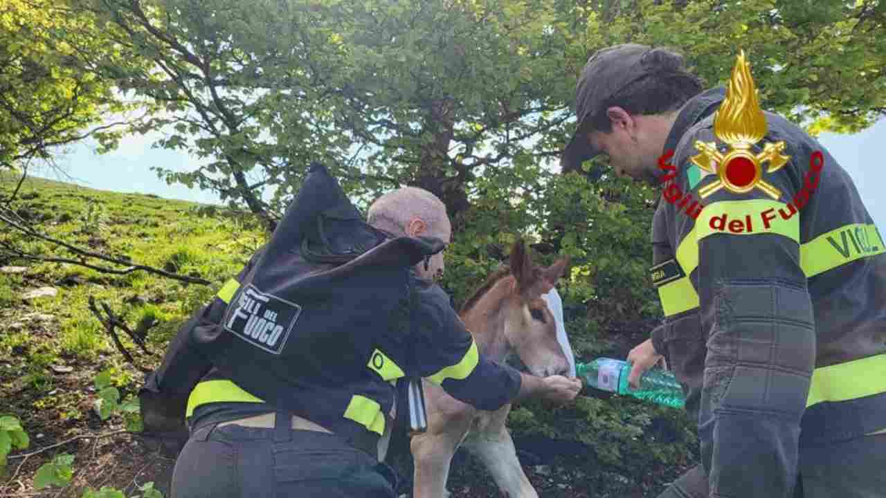 vigili del fuoco salvano puledro. Immagine repertorio. Fonte: Vigili del Fuoco