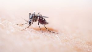 Dengue, casi in aumento nel Lazio