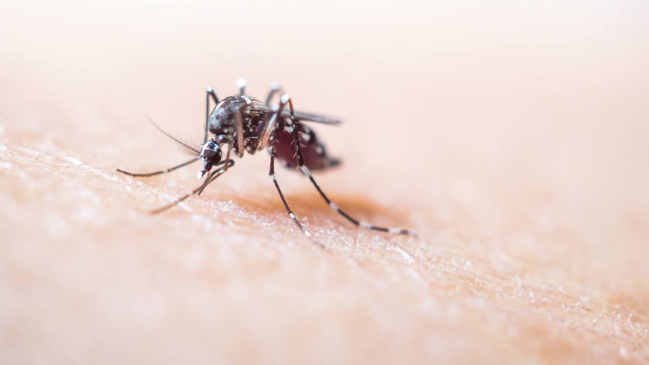 Dengue, casi in aumento nel Lazio