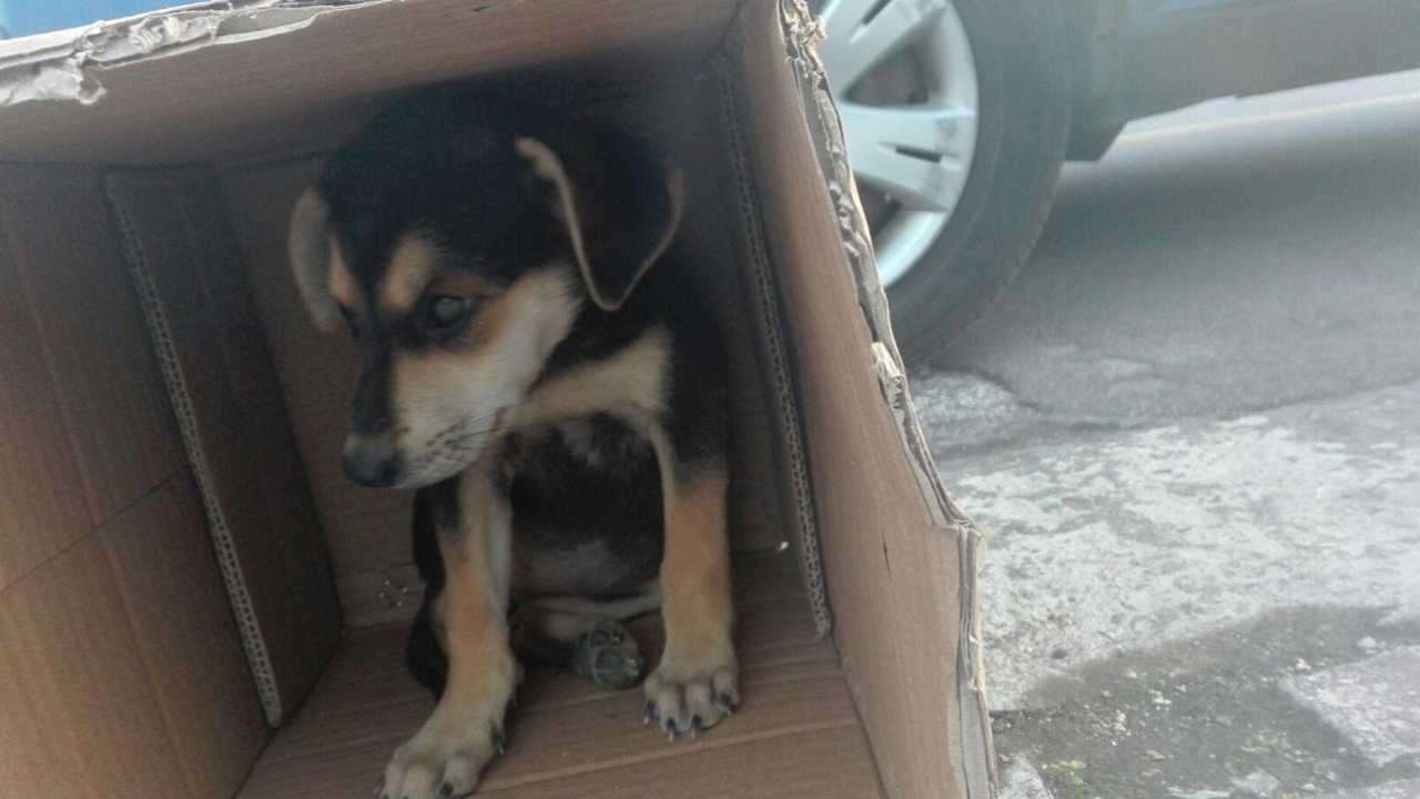 Cucciolo abbandonato, immagine repertorio. Roma-CronacaLive.it