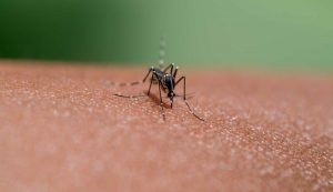 In aumento fino a novembre casi di febbre Dengue nel Lazio