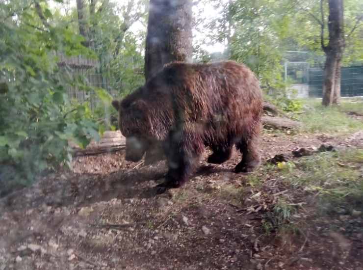 Orsa Amarena uccisa fuori dal Parco nazionale d'Abruzzo