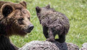 Orsa Amarena uccisa fuori dal Parco nazionale d'Abruzzo