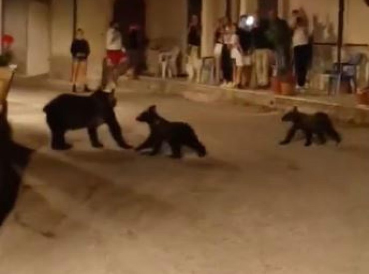 Orsa Amarena uccisa fuori dal Parco nazionale d'Abruzzo