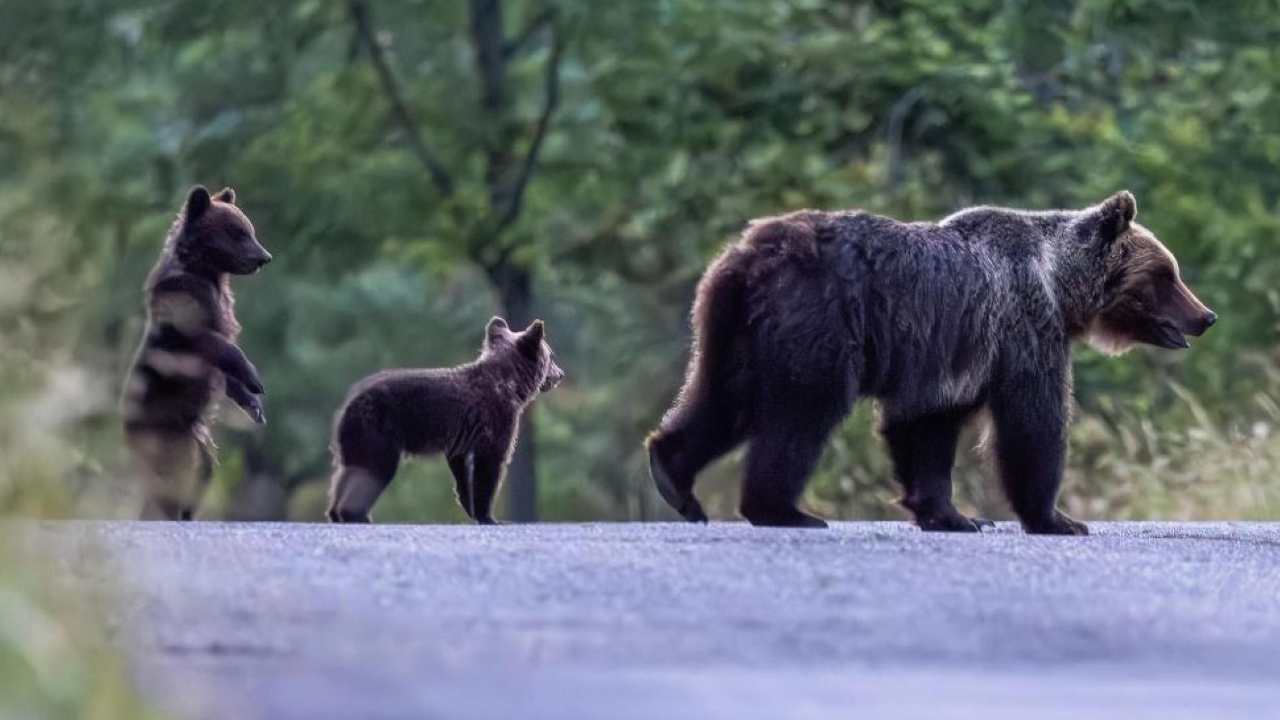 Di nuovo insieme i cuccioli di Amarena