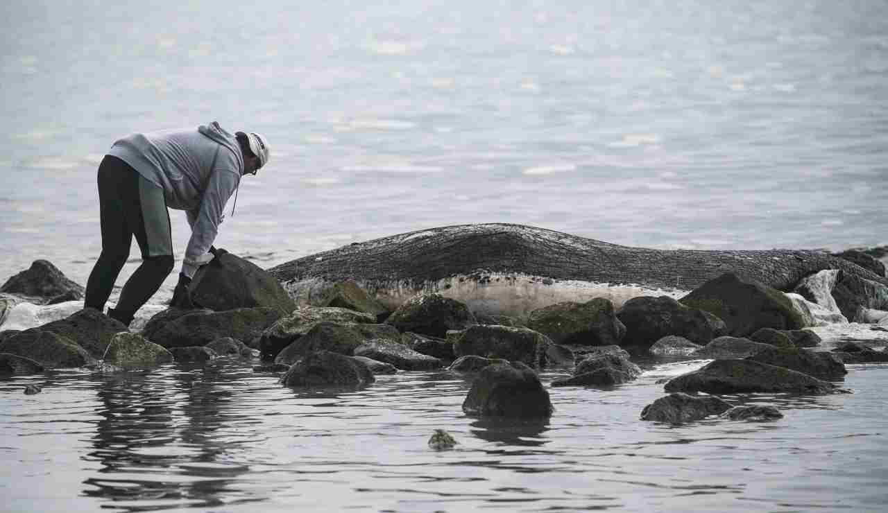 Ritrovata carcassa balenottero di 8 metri a Ostia Ponente