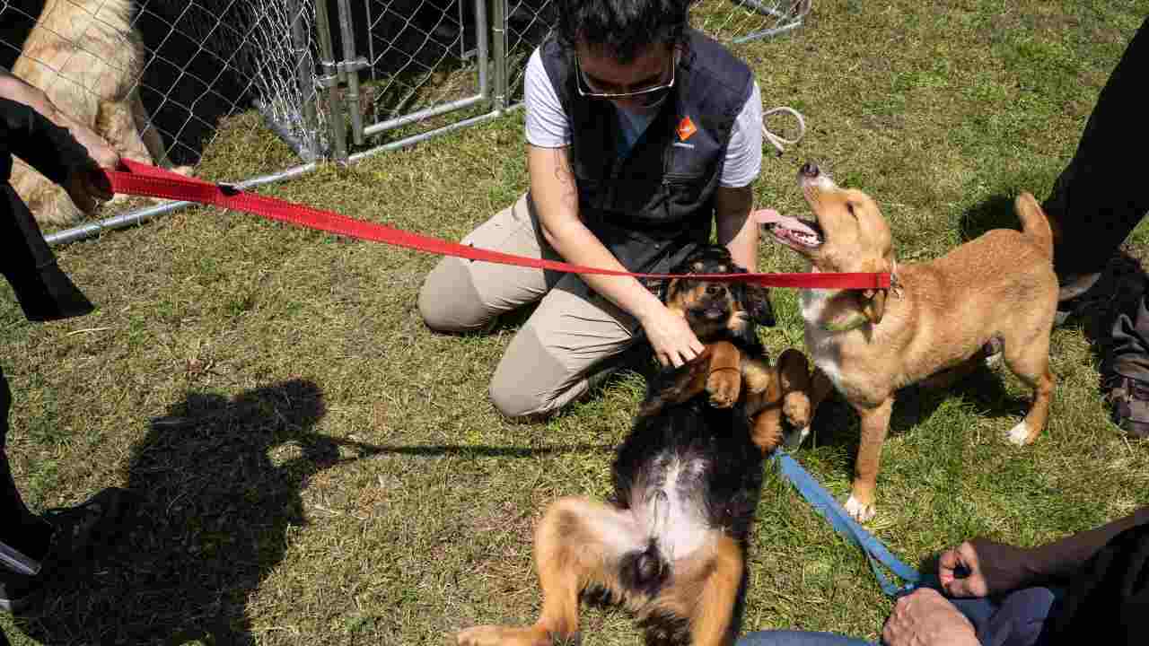 Iniziativa "Adottate un cucciolo"