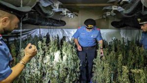 Sequestrate 2200 piante di Marijuana a Civita Castellana