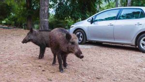 Cacciatori di cinghiali contro i danni degli animali