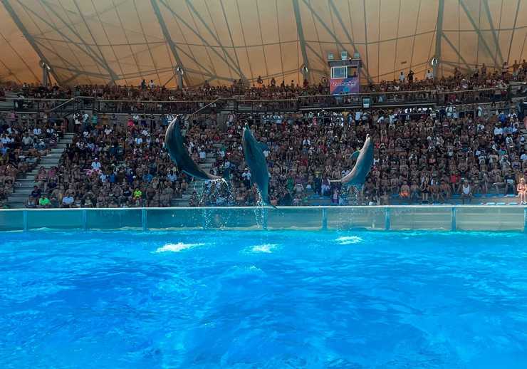 Lo spettacolo dei delfini allo Zoomarine (Foto dal profilo Facebook di Zoomarine)