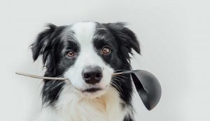 Apertura ristorante Fiuto per cani e padroni a Roma