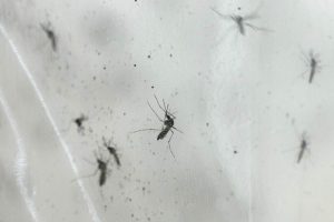 Caso di Dengue a Roma