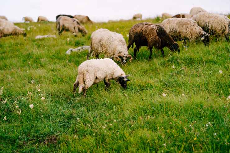 Pecore al pascolo (Immagine di repertorio)