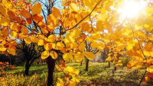 Paesaggio autunnale (Immagine di repertorio)