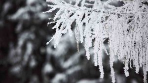 Alberi innevati (Immagine di repertorio)