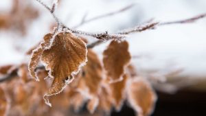 Gelata in autunno (Immagine di repertorio)