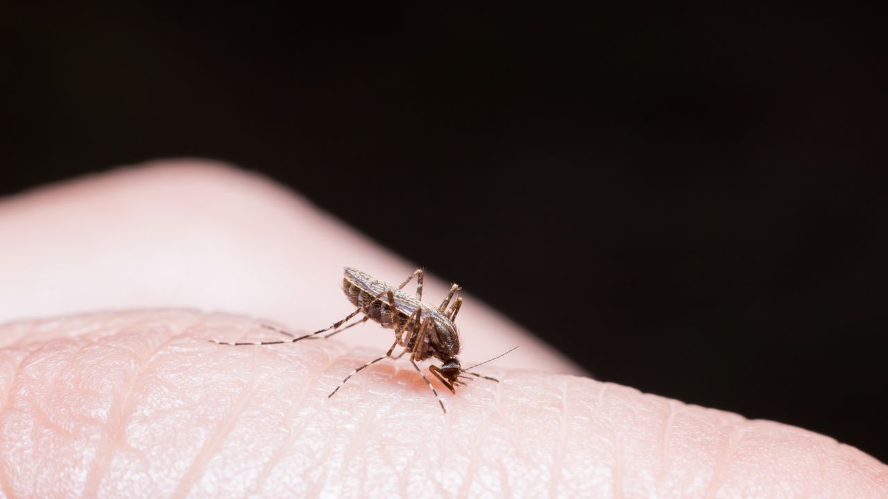 Ancora in aumento i casi di Dengue in Italia