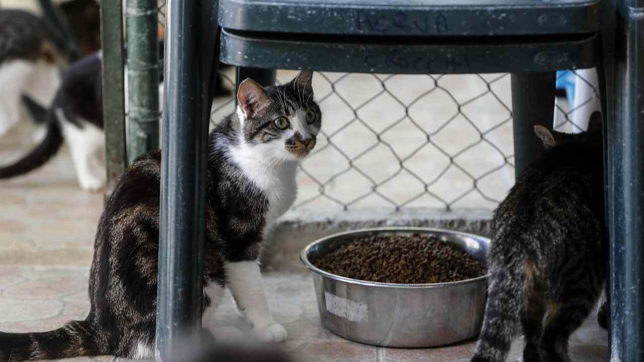 Intervento guardie zoofile: sequestrati 46 gatti a Roma