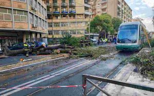 Albero caduto a Roma (Immagine di repertorio)