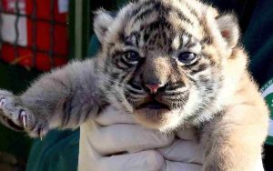 La prima cucciola di tigre di Sumatra nata al Bioparco di Roma (Crediti: foto dal profilo Facebook di Bioparco di Roma)