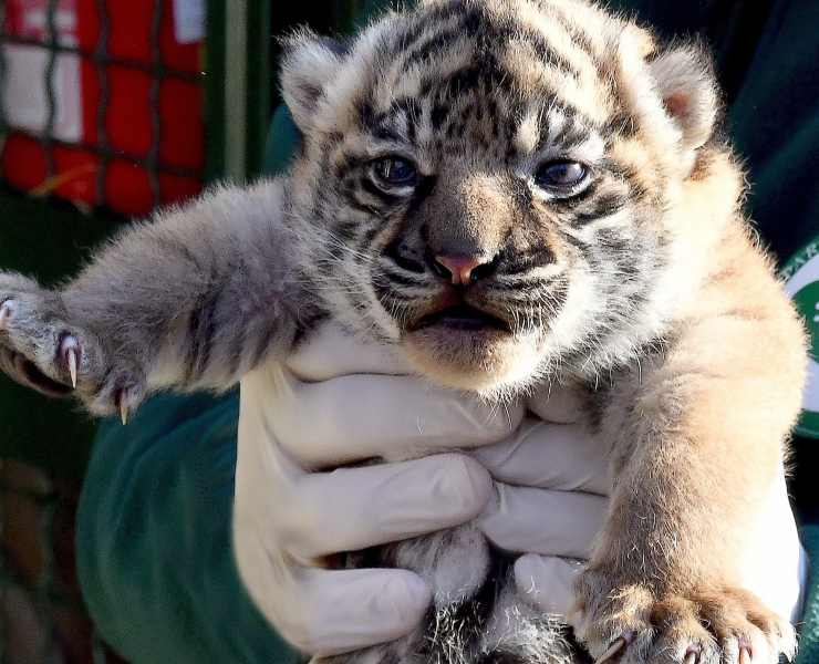 La prima cucciola di tigre di Sumatra nata al Bioparco di Roma (Crediti: foto dal profilo Facebook di Bioparco di Roma)
