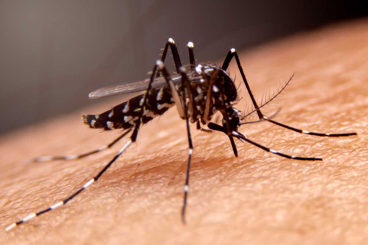 La febbre Dengue arriva a Roma: il caso di un’anziana contagiata in casa
